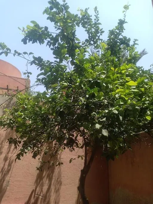 Chambre Hostel Assif Marrakesh
